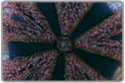 Royal Urchin
